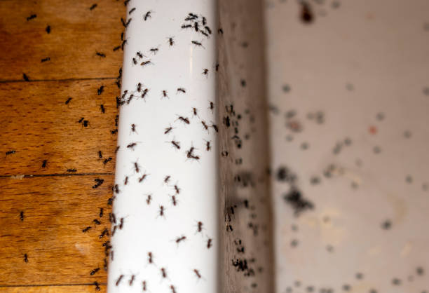 Best Best Pest Control Companies  in Glencoe, IL
