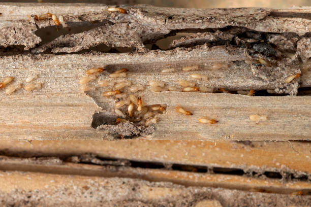 Best Wasp Removal Services  in Glencoe, IL