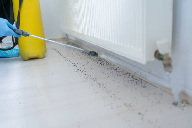 Best Wasp Removal Services  in Glencoe, IL